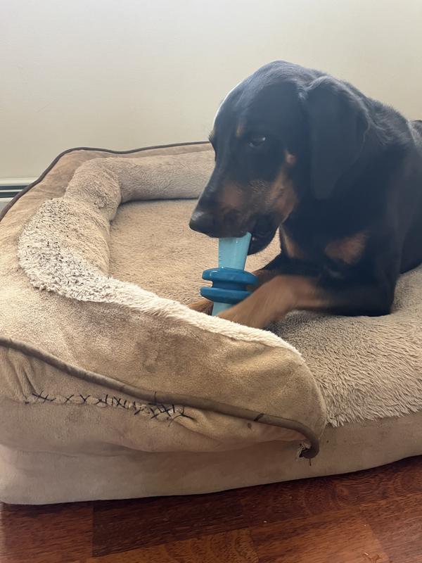 Durable for even an aggressive chewer