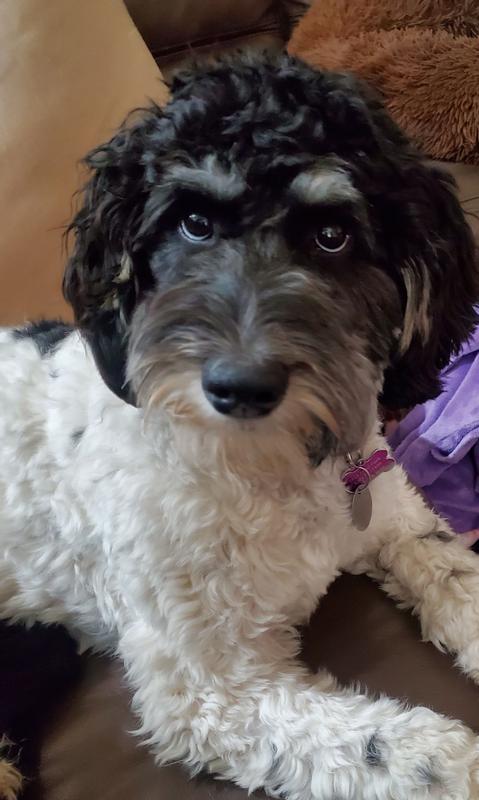 FRISCO Duck Plush Squeaky Dog Toy, Small/Medium - Chewy.com