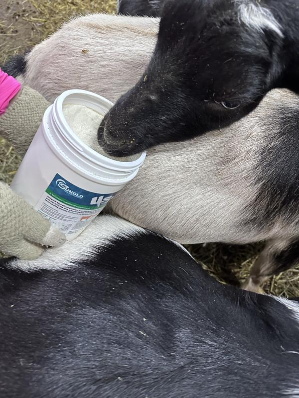 Karma jumping over another goat for a lick. The milking does loves it.