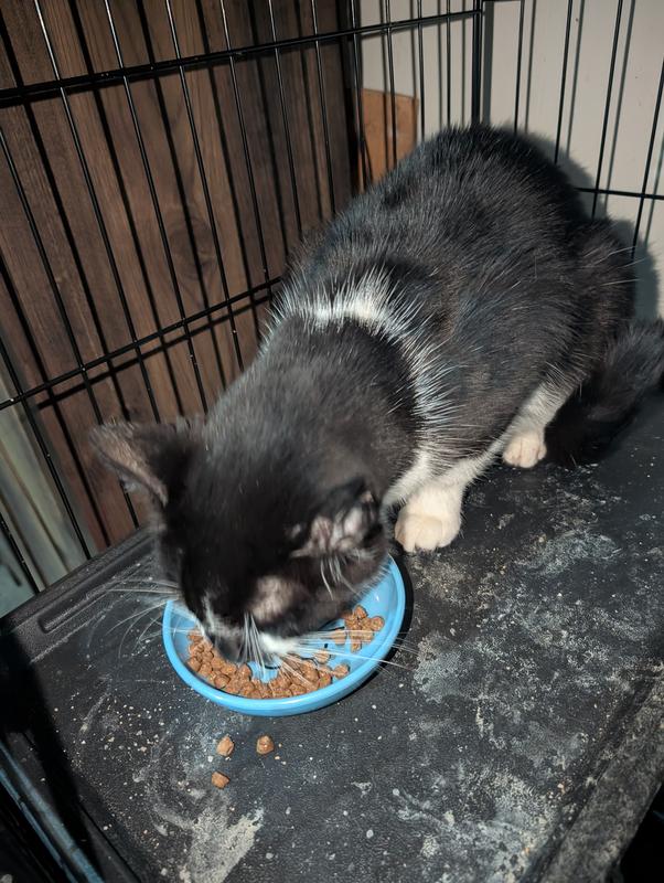 My special needs older boy was able to eat this with the small kibble and easier crunch.