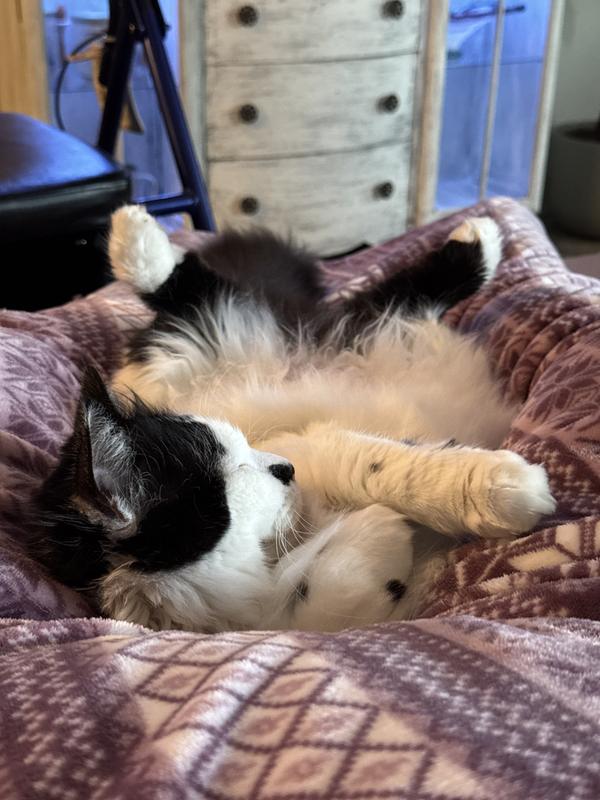 A very relaxed kitty!