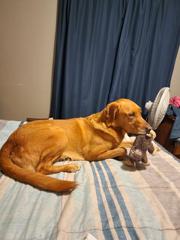 Kong Monkey was her first stuffie almost 9 years ago