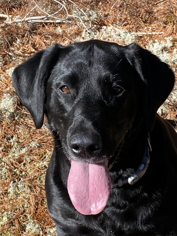 Lucy, the madcap scallawag