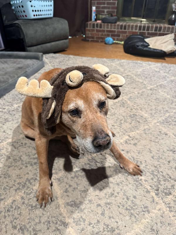 Cutie Moose