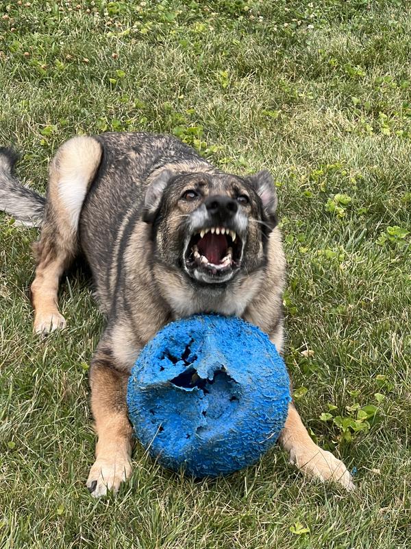 Pendleton LeBARKski Bowling Ball Dog Toy, 6-in