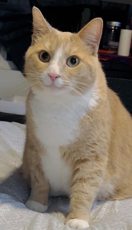 Pinky's Face after this treat 😹😻💜