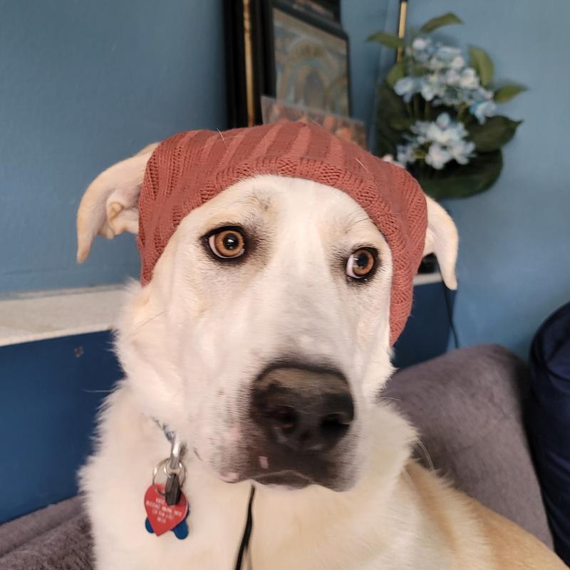 Look at those ears. Adorable.