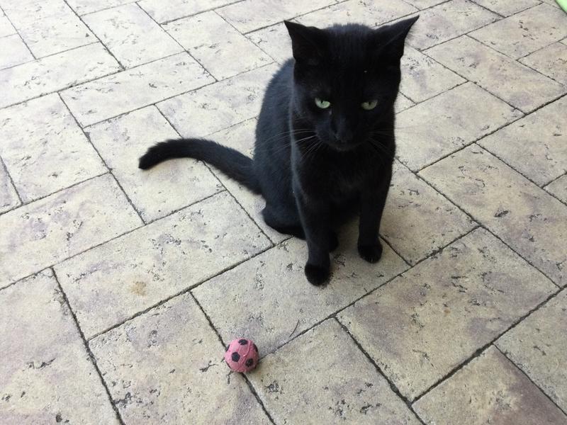 ETHICAL PET Sponge Soccer Ball Cat Toy, 4pack