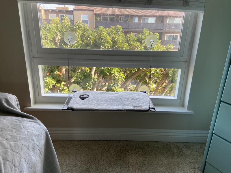 Loni on her K&H window lounger with cat grass growing station. Window lounger attached to apartment window.