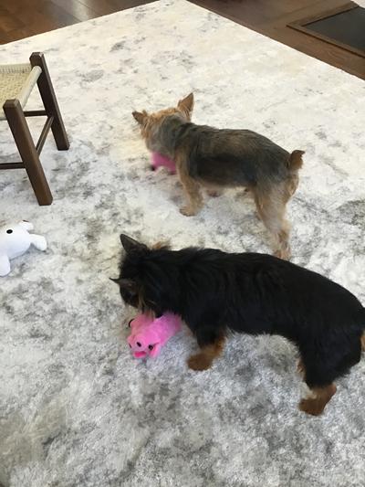 Outback Jack Wiggly Pig Dog Toy
