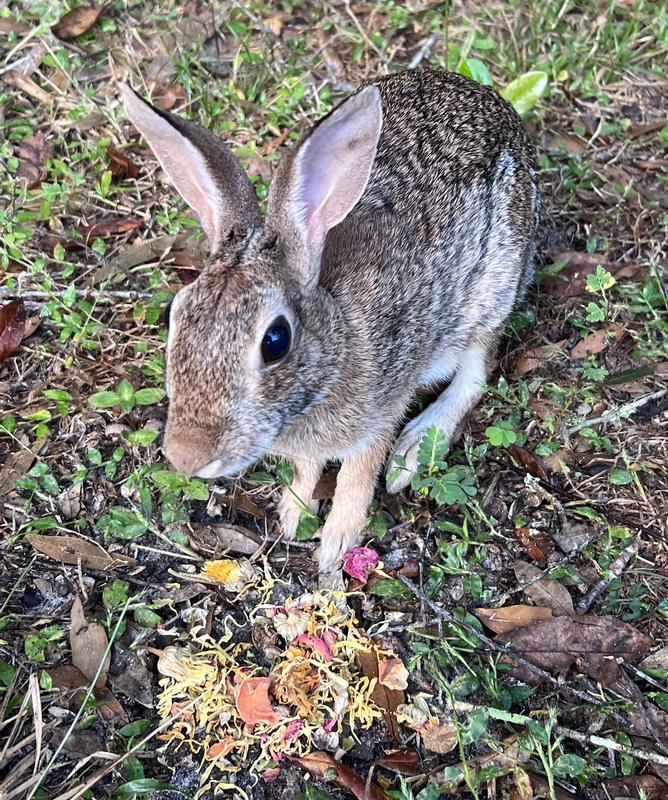 One of the yard bunnies I buy the treats for.