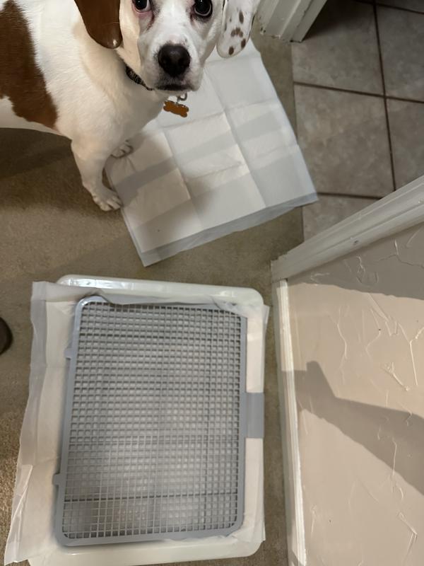 They haven’t used the ones in the holder or grass but haven’t played with the ones not in a holder