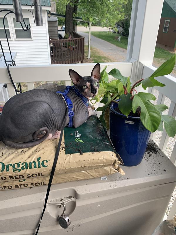 Festus after a snack chilling on the front porch