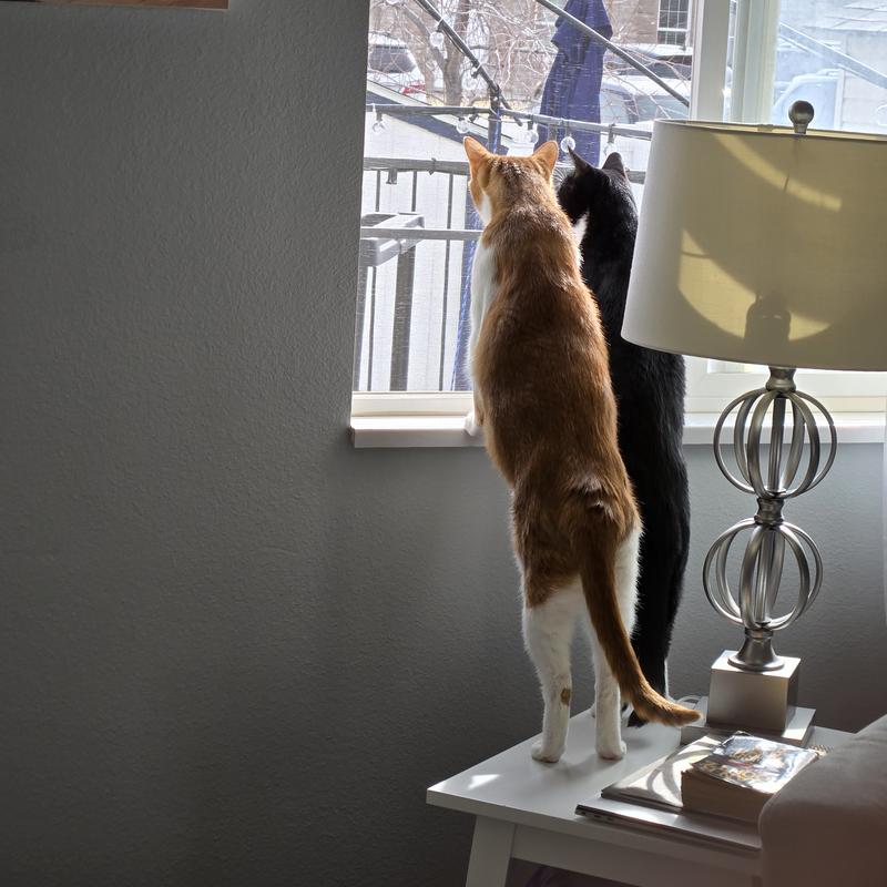 Noodles and Sherlock waiting for the Chewy delivery to arrive