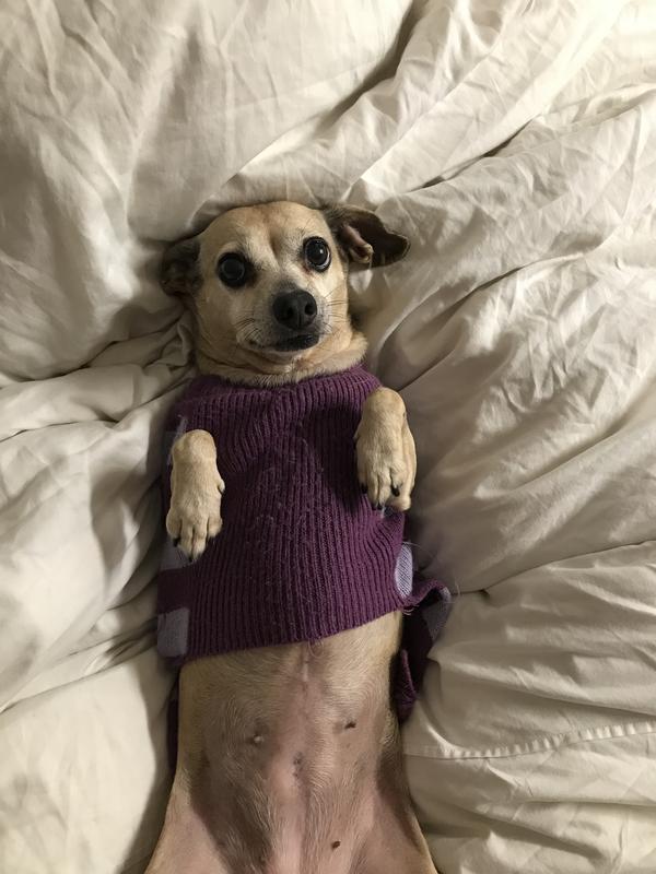 When we were gifted Babygirl a lifetime ago she came with this funny purple strapped sweater. We’ll miss her so much, I can’t express how much chewy made the situation feel full of love.