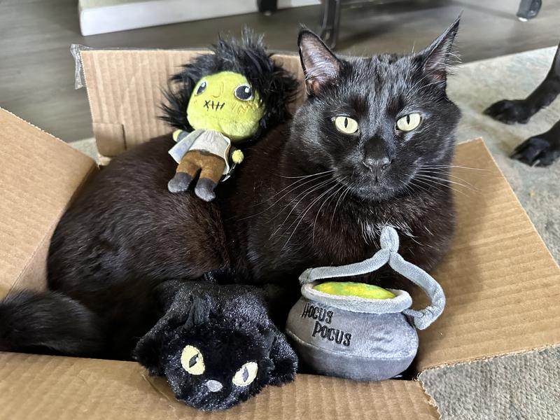 Disney Halloween Hocus Pocus Plush Cat Toy with Catnip