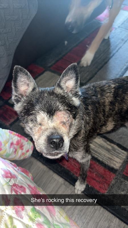 After having both eyes removed she is happier than I ever thought she could be again.