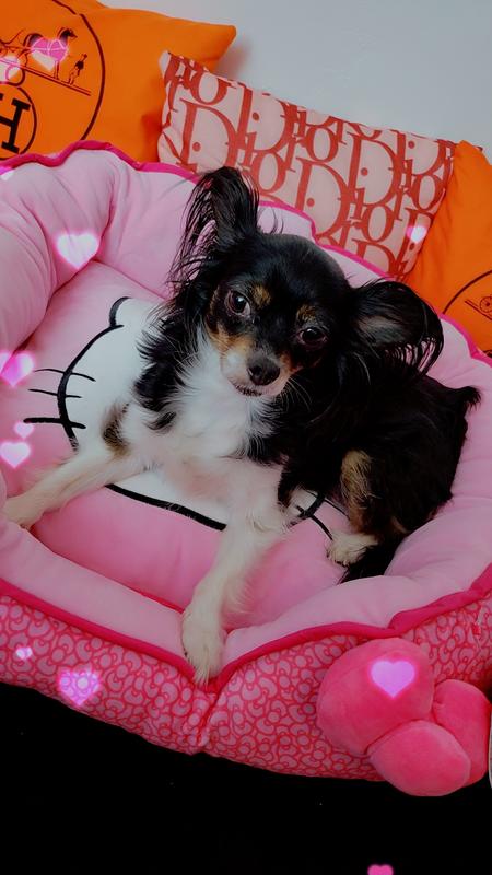 Hello Kitty bed for Chloé