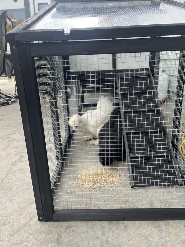 Side view with 2 silkies