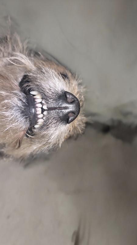Say cheese