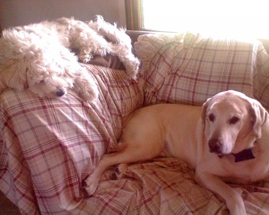 Sam, our yellow Lab & Duncan our mixed Poodle pup