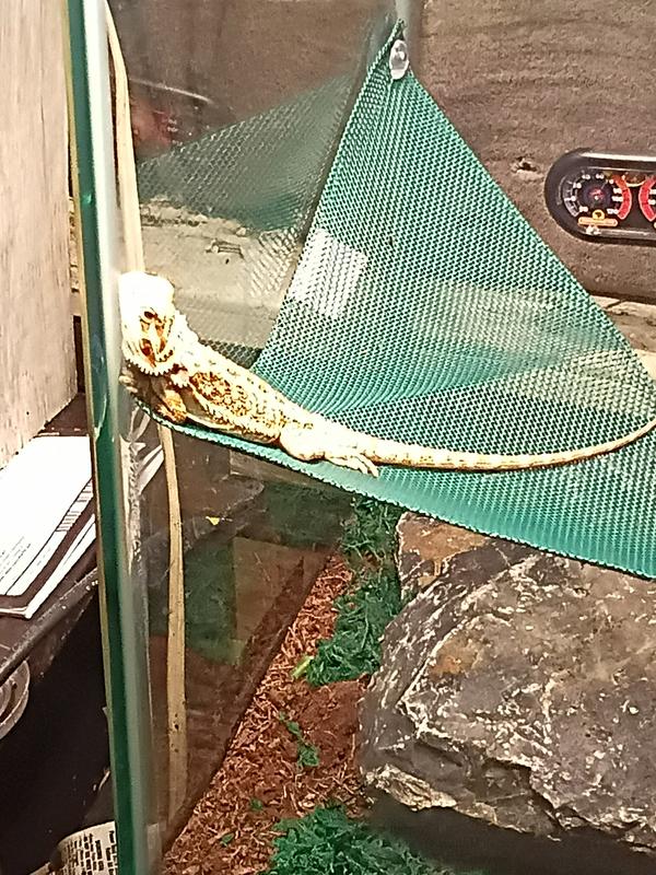 My dragon enjoying his warm cage