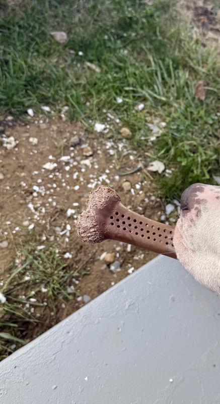 After 4 days. Each bone has same amount of wear to both ends