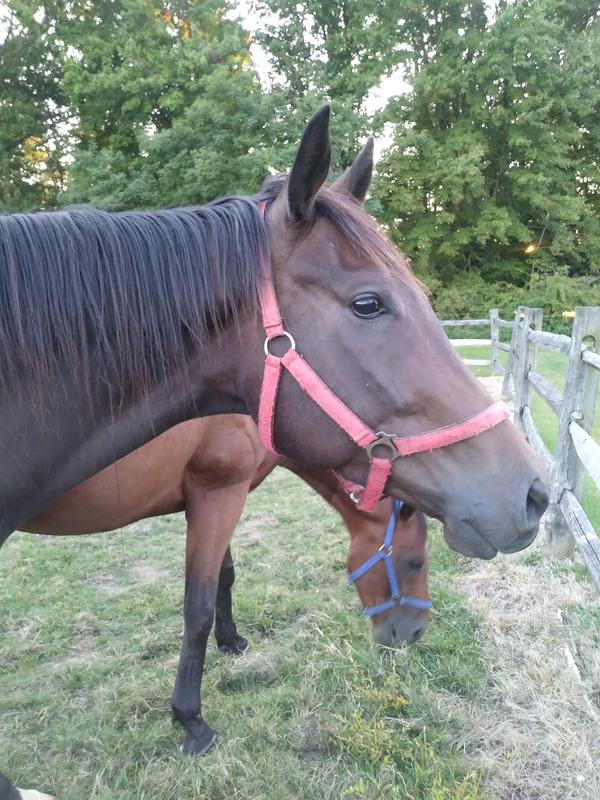 Rhett and Sloane OTTBs