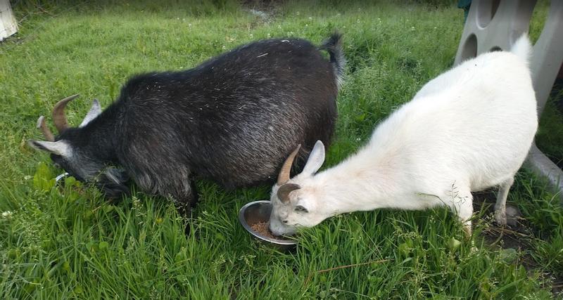 Chel and Grey Betty eating Nutrena Country Feeds 16% Pellet Goat Feed