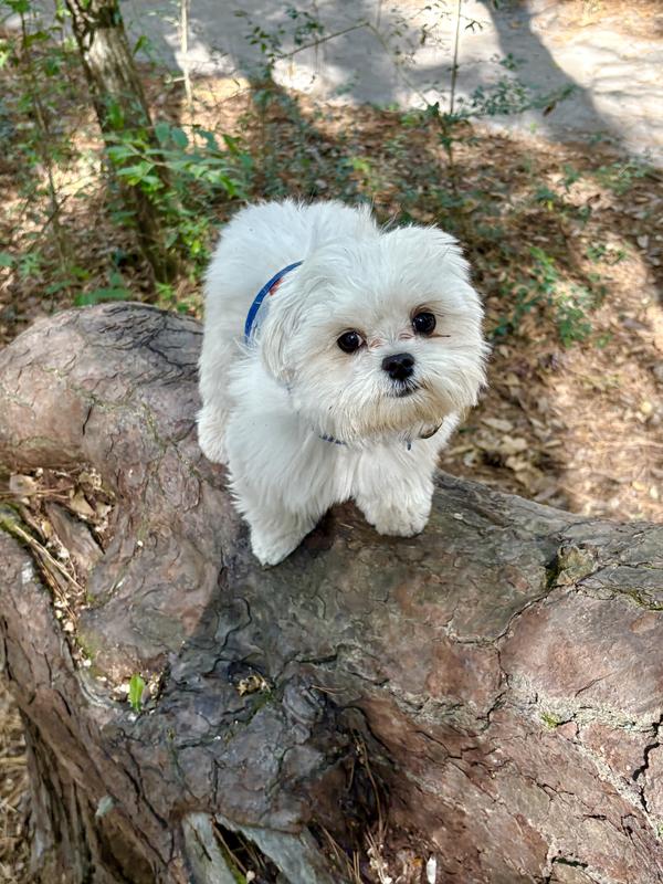 Kobe nine months old.