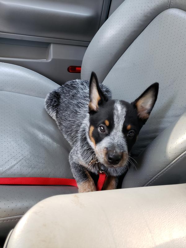 Phenoix, Gnocchi ( the one who tried to eat the top !) and Doc