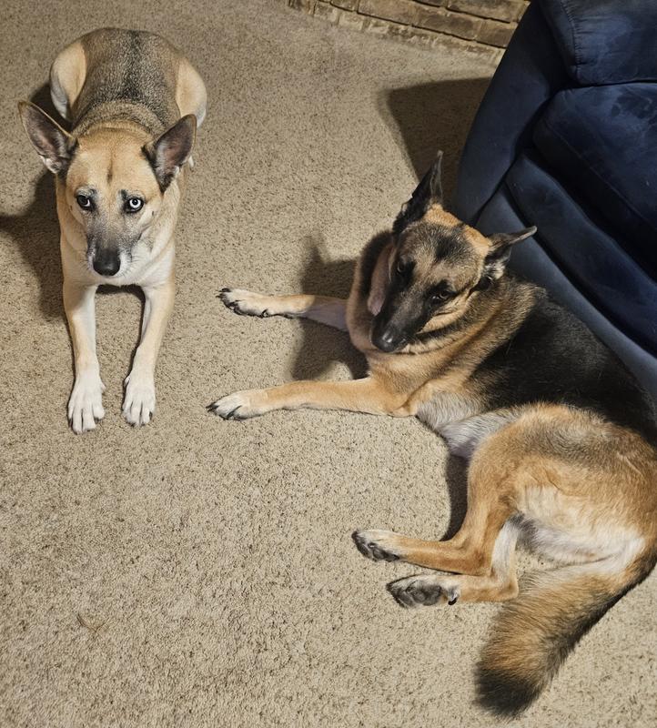My 2 fur girls waiting for treats.