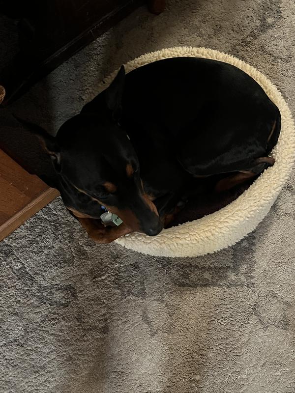 He took over the cat’s bed.
