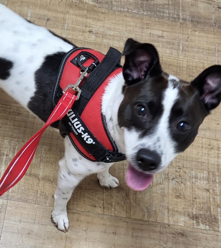 Showing off my new harness!