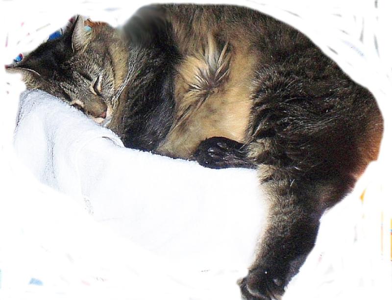 Full belly, fast asleep.