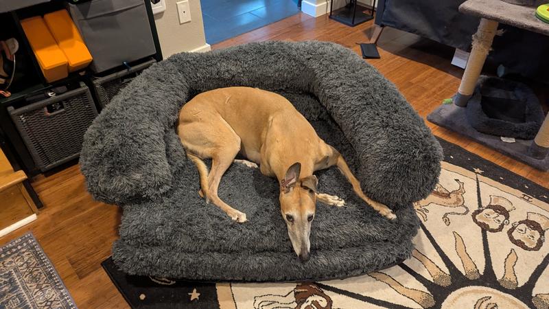 Large dog enjoying chair mode