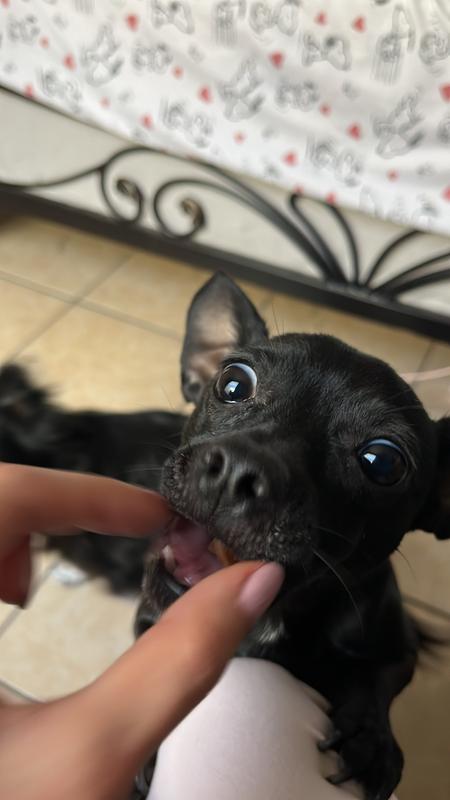 Perfect size for xsmall/small pets!