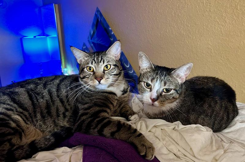 They love each other so much.They do everything together