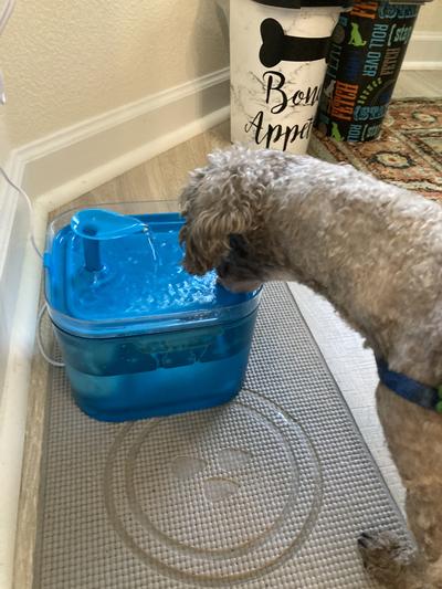 My new water bowl!