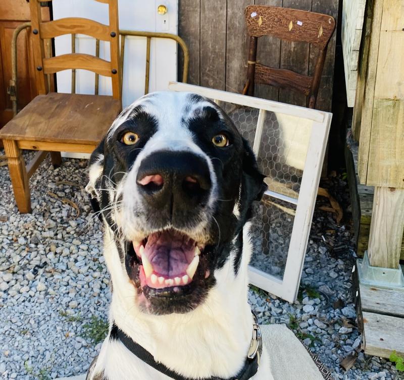 how about one of those 100% natural cheesy cheese puffs Dad!