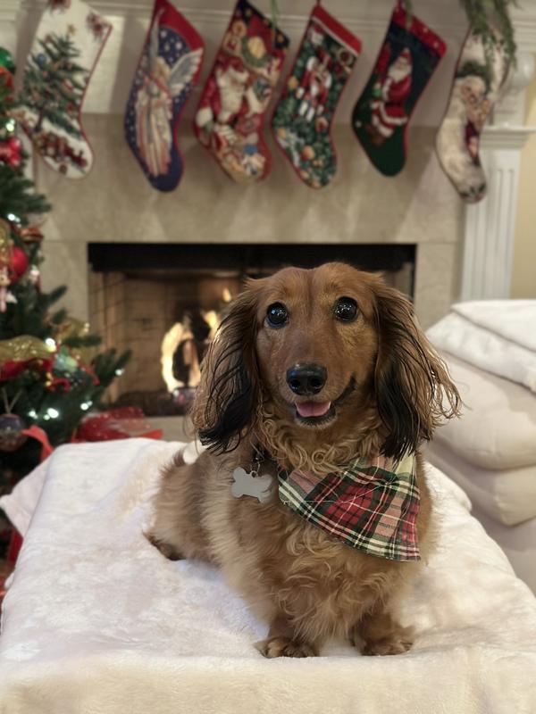 Here’s Henry my healthy pup!