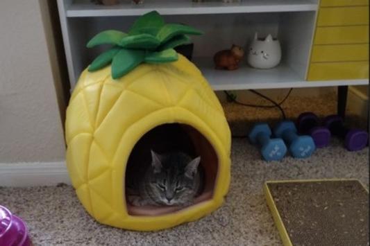 Pineapple hotsell cat bed