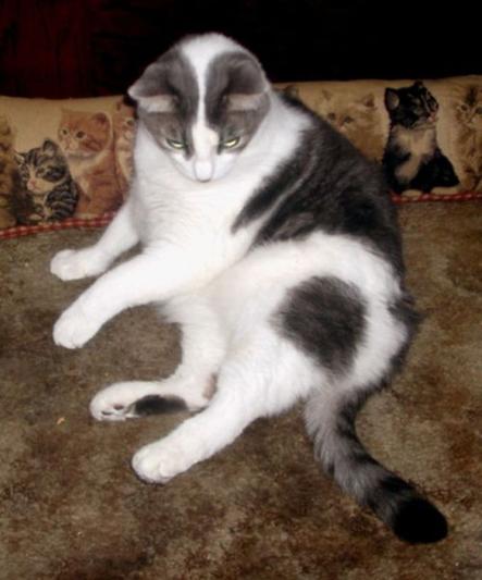 Einstein, my smart kitty that lost weight.