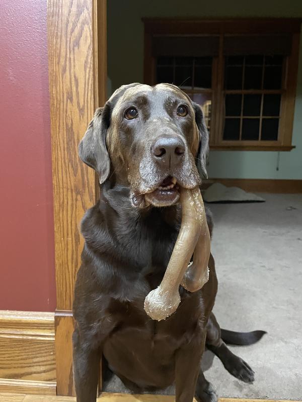 Hanging on to her favorite bone!