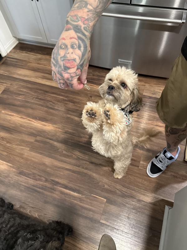 Hop hop spin spin spin for African rosemary treats!