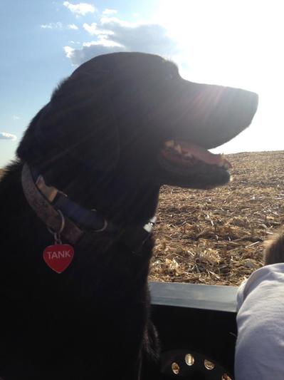 Tank, our black Lab with the interesting breath !