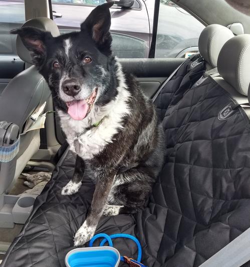 Brand new back seat cover....yeah!