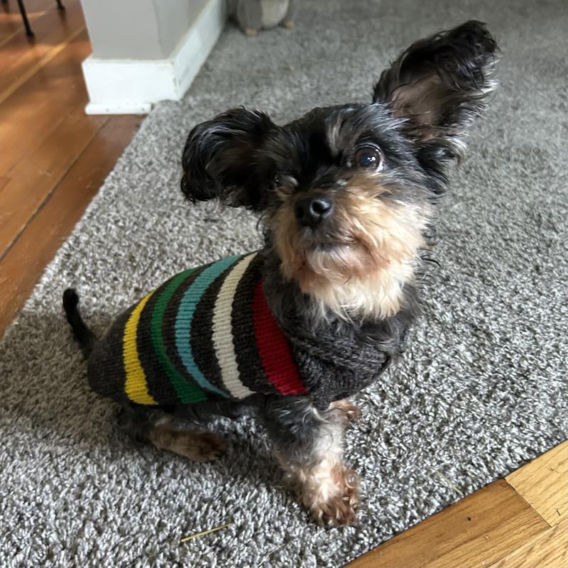 yorkie mix in striped wool sweater