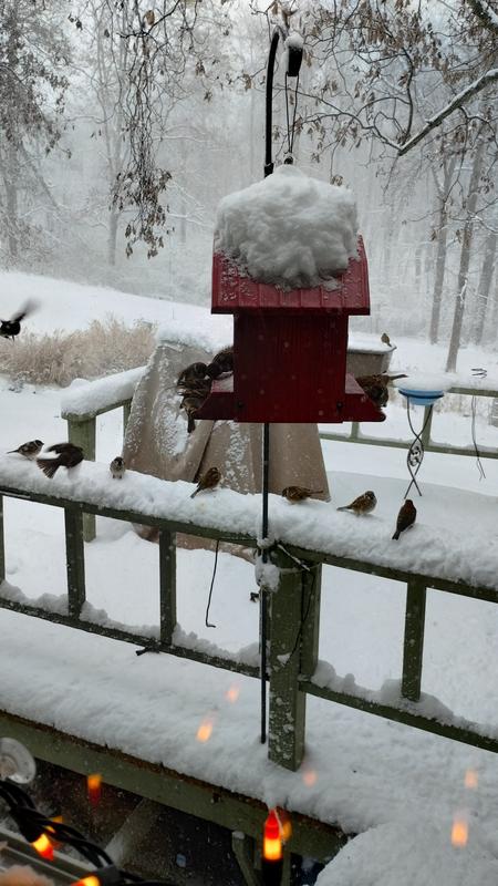 Waiting for their favorite seed.