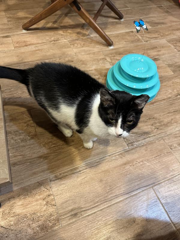 The first time 8 year old feral Kitty Tina played was with the Butterfly Cat Track from Chewy.